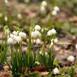 Wanderung Herveler Bruch und Besuch Gnadenhof Hervel