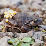 2026-23 Auf Geburtshelferkröten-Prisch an den Oeseteichen