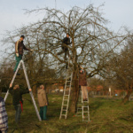 2024-001  Obstbaumschnitt für Anfänger