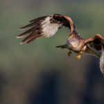 2026-02 Rotmilan: Kartierer/innen gesucht