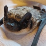 Was tun für die Fledermaus - Mithelfer*innen gesucht
