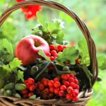 2026-50 Workshop - Wildfrüchte - Herbstfülle bewahren